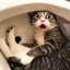 Hellcat