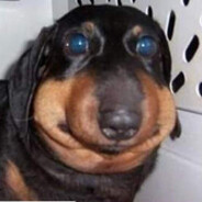 BOT Pulchny_Jamnik.PL