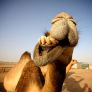 Sinclair - steam id 76561197964493528