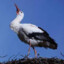 StoRkEn