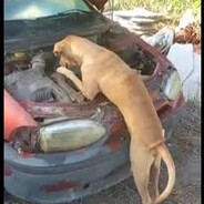Cachorro Mecânico