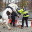 HorseCOP