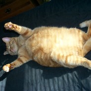 Big Fat Cat Cock