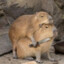 Capybara Bad