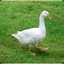 a goose