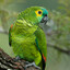 Macaco