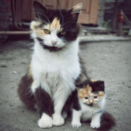 🌎🎖️🏅超级地球真理部执行官-Reshala