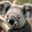 Koala_GMBH