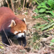 高傲的兔子警官
