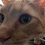 Dumbass Orange Cat