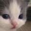 Myaso