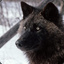 Black Wolf