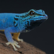 Geckooooo