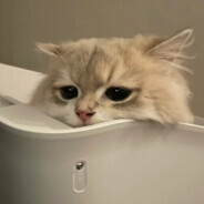 毛绒上海女孩🌸