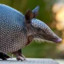 armadillo