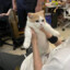 KitsuneBj