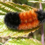 fuzzball88