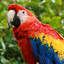 parrote4