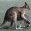 kangaroo happy time