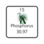 Knee Grow Phosphorus