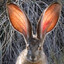 JackRabbit 1