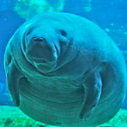 ManateeMan