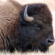 Bizon