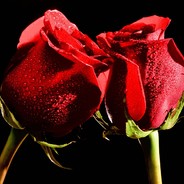 ℛℴՏℯ (VAC ONE LOVE)