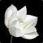 White Lotus