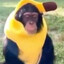 Macaco Gameplay