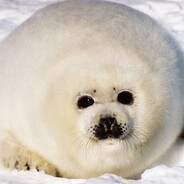 Тюлень из Тюменя