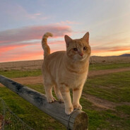 трахать?Papik