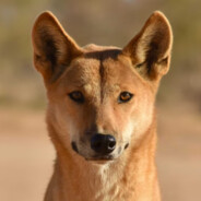 Dingo