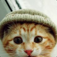 kittycat soldier
