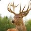 BlueDeer