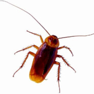 看到我请爱护我，因为我是一只小强