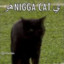 NIGGA CAT