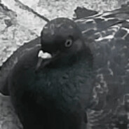 Pigeon