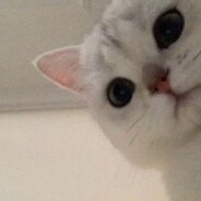 狗吃巧克力会死