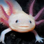 salamander