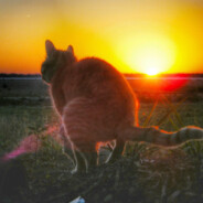 ire irrumabo - steam id 76561198256633358