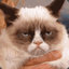 Grumpy cat