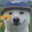 shiba-'s Avatar