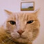 Big CAT