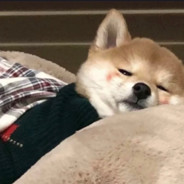 黄家十二路谭腿