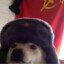 Comrade Dog