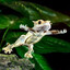Earthdragon