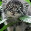 Young manul