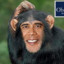 primate in chief