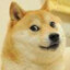 悲伤的doge